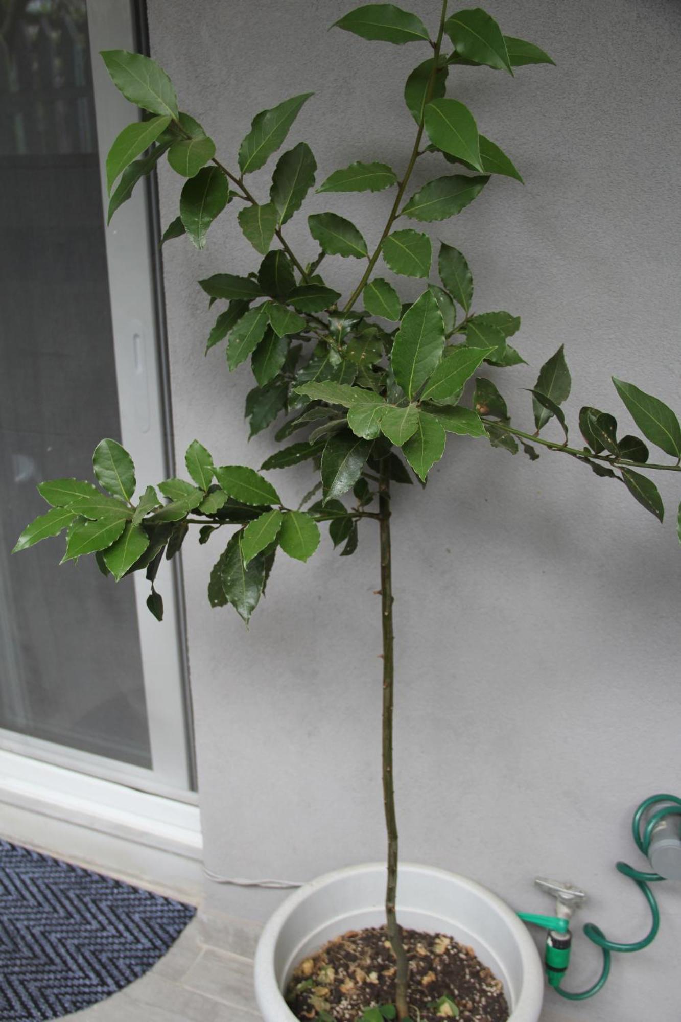 Apartment Patra Greece エクステリア 写真